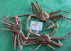 「松葉蟹🦀1kg超✨入荷❗️」