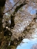 桜の木と青空
