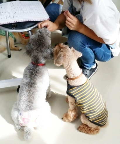 「お留守番・デイケア★新潟市犬の保育園♪犬の社会化しつけHappyTail」