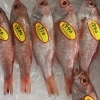 「魚魚市場鮮魚コーナーおすすめ商品は「ツキヒガイ」です♪」