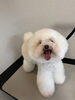 看板犬のカナヲ新入社員「6月のご予約受付中＊LINE予約が便利です」