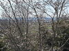 境内から西方を望む「幸島山に桜が咲き始めますた」