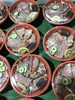 「魚魚市場鮮魚コーナーおすすめは「キンメダイ」です♪」