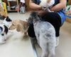 「パピーちゃん集まれ★新潟市犬の保育園♪犬の社会化わんちゃんのしつけHappyTail」