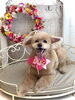 くうくん「わんこと秋桜」