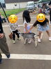 「七飯町「子どもランド」開催報告｜ポニー乗馬写真撮影やヤギふれあいでにぎわった秋の一日【馬のいる寺子屋】」