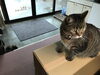 「積まれた箱に乗るのが好き」