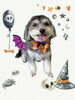 「Dog salon mofu mofu　余市町」