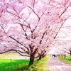 豊明・東郷・日進・長久手の桜特集