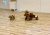 クッキーちゃんの元へ行きたいのにぃ〜　byくま🧸「ましゅまろ幼稚園🐾」