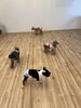 フリータイム😃「ましゅまろ幼稚園🐾」