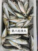 鯵「鮮魚入荷中でーす☆」