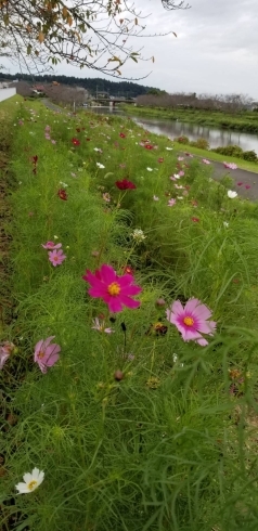 多古町、栗山川沿いです。「秋~だけど、桜の便り~~~( *´艸)( *´艸)」