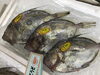 「魚魚市場鮮魚コーナーおすすめは「クロ」です♪」