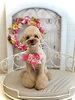 立くん「わんこと秋桜🐾」