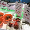 「魚魚市場鮮魚コーナーおすすめは「ヒオウギ貝」です♪」