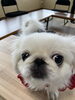 「わんちゃんグッズ収納講習会」