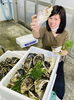 養殖イワカキと横山さん「島根が誇る話題の名産「養殖・岩牡蠣(イワカキ)」！！」