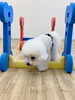 よいしょ。🤣「ましゅまろ幼稚園🐾」