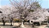 「【編集部ニュース】静寂に包まてた『乃木神社』境内で、｢桜｣観賞はいかがでしょうか‼　＠京ちゃんの伏見ヒストリー日記」