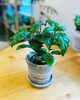 「植木鉢入荷しました」