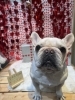 フレブル　シャンプー「🐶トイプードル、ミックス、フレブルのトリミングのお友達❤️」