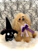 ＴｅＴｅちゃん／プードル「Happy Halloween ^o^」