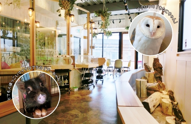 福島 アニマルカフェ フレカ 2 1オープン 福島区の新店情報 ニューオープンしたお店特集 まいぷれ 大阪市福島区 福島 アニマルカフェ フレカ 2 1オープン 福島区の新店情報 ニューオープンしたお店特集 まいぷれ 大阪市福島区