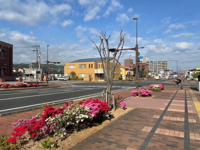 「新居浜駅前地区シンボルロード（新居浜駅港町線）のツツジがキレイに咲いています」