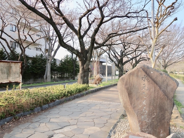 水元 柴又 鎌倉周辺の人気お花見スポット19 桜名所 葛飾区内の人気お花見スポット19 桜名所 まいぷれ 葛飾区 水元 柴又 鎌倉周辺の人気お花見スポット19 桜名所 葛飾区内の人気お花見スポット19 桜名所 まいぷれ 葛飾区