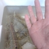 愛媛県産特大活シャコ
