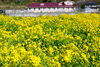 対岸のご近所の方の菜の花畑からファミリア愛を眺めました。「一足早く桜咲く」