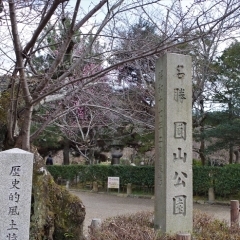 円山公園の桜