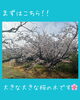 桜並木が彩る充実の毎日「さんさん平島で楽しめる、4月の「庭のいきものたち」のご紹介」