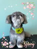 「可愛い子ちゃん♡ Dog salon mofu mofu余市町」