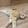 Cat Cafe MOFF コクーンシティさいたま新都心店 ネコカフェ　猫カフェ