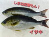 「○本日のお刺身○【しまね定置もん！】ハマチ、イサキ」