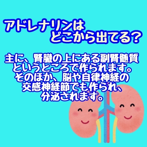 アドレナリンはどこから出てる？「アドレナリンとは？」