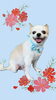 「Dog salon mofu mofu　余市町」