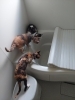 お湯張りをします♬「【社員自宅からこんにゃちは】猫（デヴォンレックス）@竹田建設」