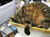 「しまこ、カゴの中」