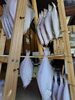 「📣本日のお魚情報🐟」