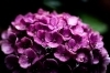 6月は紫陽花（アジサイ）がキレイですよねぇ。「この時期に特に注意したい「ダニ」について知っておきましょう。」