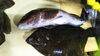 アイナメとマコガレイ「相模湾の佐島漁港より神経〆のカワハギ、マコガレイ、アイナメ、活〆の地ダコ、アオリイカ」