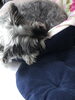 眠い…愛犬のミニチュアシュナウザーです。「50代のお客様を中心に0歳から99歳の方まで…」