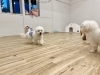 ぼく。楽しい🎵「ましゅまろ幼稚園🐾新入園児さん」