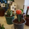 【喜多方市】みつい生花店
