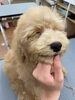 うとうとしているまるちゃん( ᵕᴗᵕ )「今日のわんちゃん♡ （西京区トリミングサロン・ペットホテル・訓練）」
