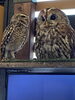 アナホリフクロウとモリフクロウ「生後1ヶ月のメンヒナ展示中」