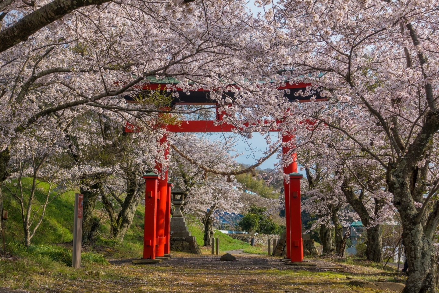 鳥居の赤と桜のピンク色が美しい